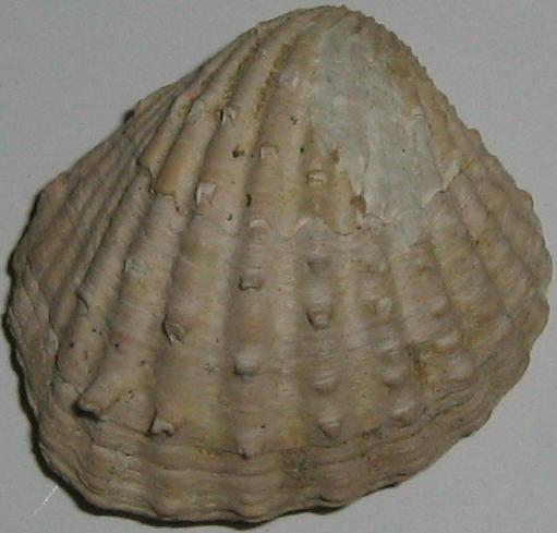 Glans rudista (Lamarck, 1819)  Pliocene  Toscana